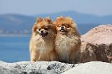 SPITZ ALLEMAND 392